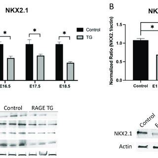 A Immunoblotting Revealed Decreased Nkx Expression In Rage Tg Mice