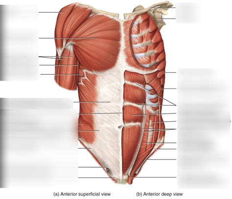 CHAPTER 11 ANTERIOR TORSO MUSCLE LABELING Diagram Quizlet