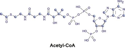Acetyl-CoA - The Definitive Guide | Biology Dictionary