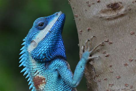 18,400+ Blue Lizard Stock Photos, Pictures & Royalty-Free Images - iStock