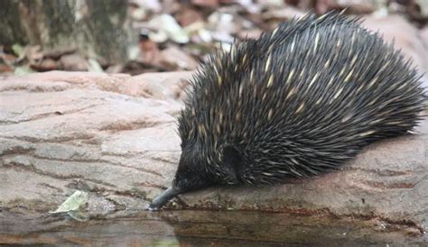 Short Beaked Echidna | The Animal Facts