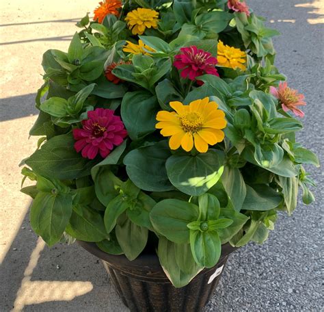 Zinnias - 13"Container - Milaegers