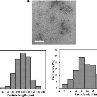 Morphology of cellulose nanocrystals by TEM. (a) TEM images of CNCs ...