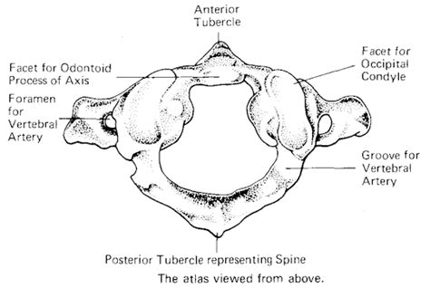 Atlas And Axis Anatomy Anatomical Charts And Posters