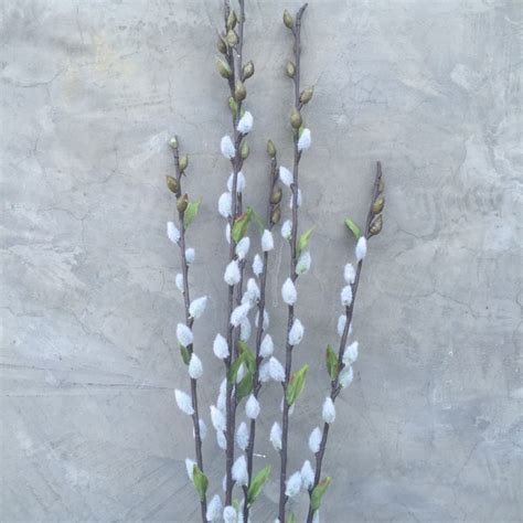 Artificial Pussy Willows Etsy