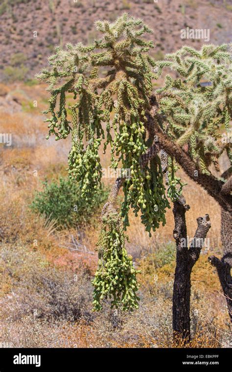 Chain Fruit Cholla, Jumping Cholla, Hanging Chain Cholla, Sonora Jumping Cholla (Opuntia fulgida ...