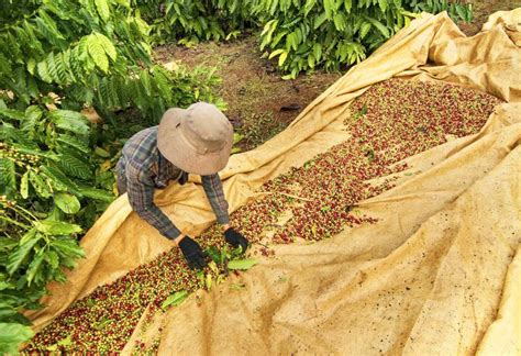 Discover Costa Rica Tour Coffee Plantation Dairy Farm Cheese Factory