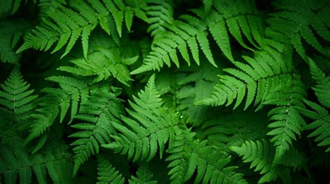 Close Up Of Natural Fern Leaves Texture Vibrant Green Background