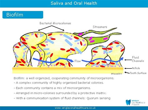 Saliva And Oral Health Part Maintaining Oral