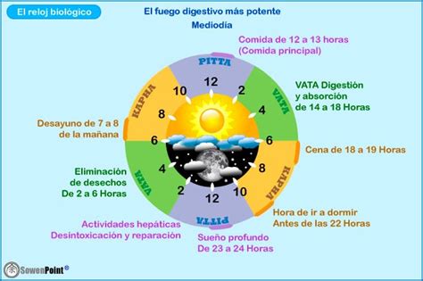 El Reloj Biol Gico Sowenpoint