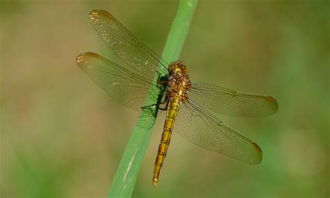 Fotos Gratis Naturaleza Ala Fotograf A Verde Insecto Fauna