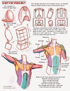 Sycra Deviantart Art Sycra S Simplified Anatomy Model