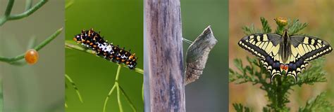 Lepidoptera Life Cycle