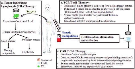 Leading Adoptive Cellular Therapy Patients T Cells Utilized In Tils