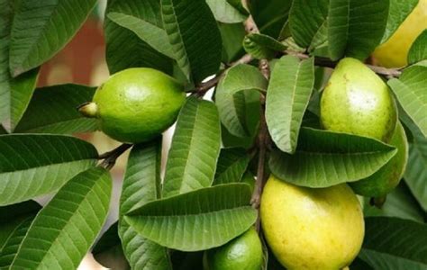 12 Manfaat Daun Jambu Biji Bisa Digunakan Untuk Perawatan Wajah Dan Rambut