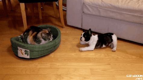 Bed Cat GIFs - Find & Share on GIPHY