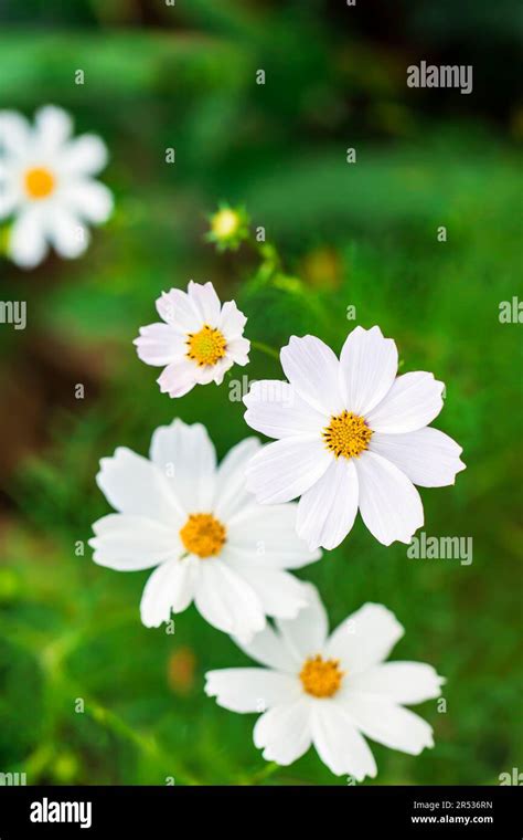 White Flowers Cosmos Bipinnatus On Green Background Mexican Aster