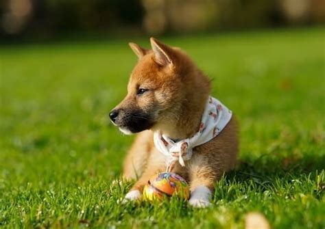 Shiba Inu German Shepherd Mix Puppy