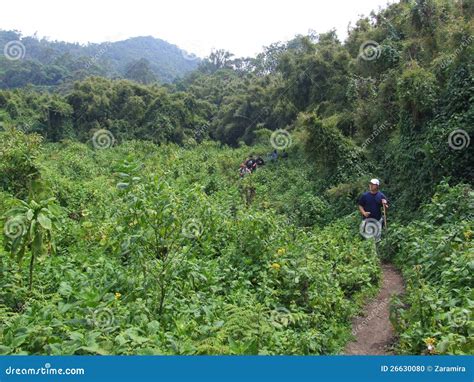 Gorilla Trek editorial image. Image of look, forest, green - 26630080