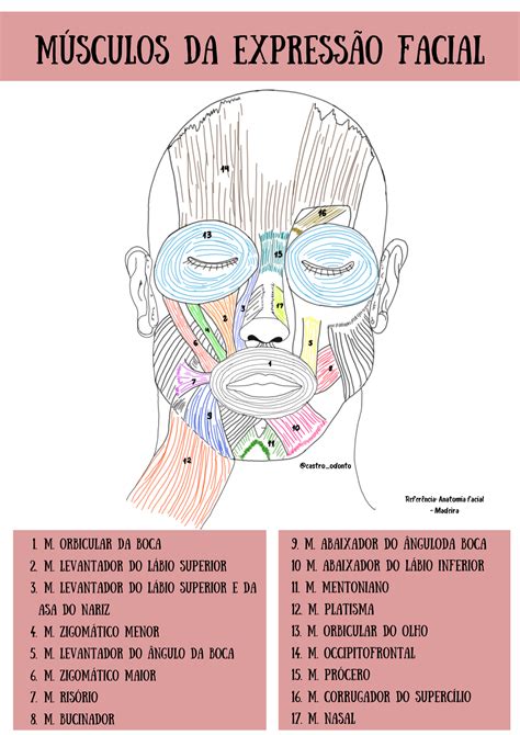 Músculos da Expressão da Face Anatomia de Cabeça e Pescoço