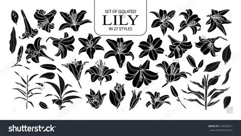 Set Isolated Silhouette Lily Styles Stock Vector Royalty Free