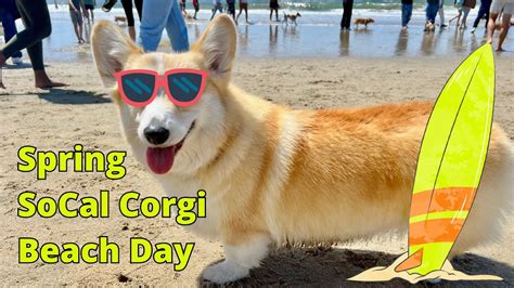 World Famous Corgi Beach Day “the Biggest Corgi Party On The Planet