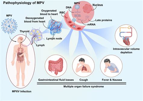 Frontiers Insights Into Monkeypox Pathophysiology Global Prevalence