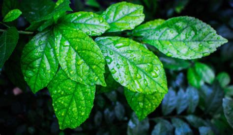 plant website