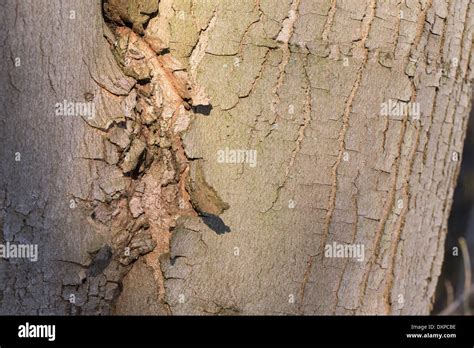 Sycamore Erable Sycomore Maple Bark Rind Berg Ahorn Rinde Borke