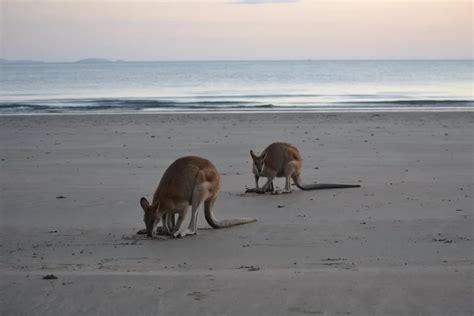 Mackay Beaches | Queensland Beach Holiday Reviews