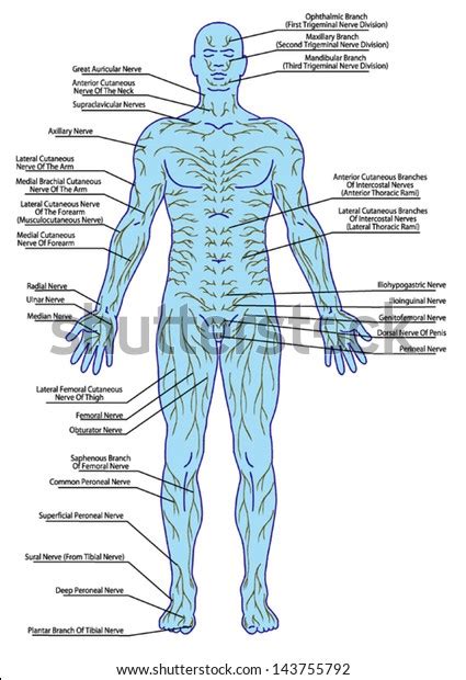 Drawing Medical Didactic Board Anatomy Human 스톡 벡터 로열티 프리 143755792