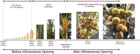 Development Stages Of A Coconut Inflorescence Tall Variety Source