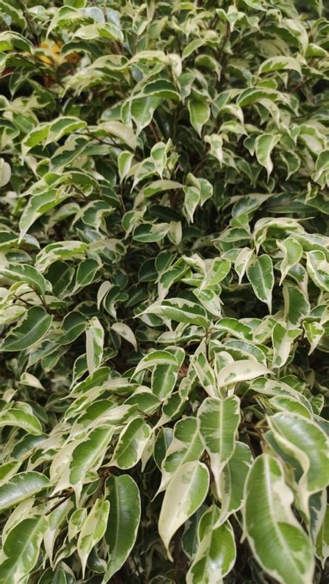 Consejos Para Cuidar Los Ficus Benjamina Consejos De Jardiner A Homify