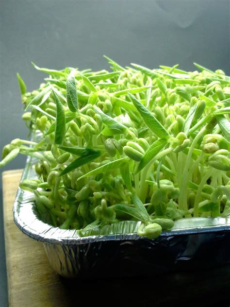 Mung Bean Sprouts - How to grow Mung Bean Sprouts - Raj's Kitchen