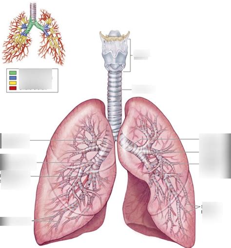 Bronchial Tree Diagram Quizlet