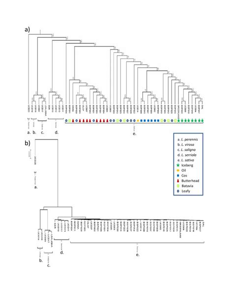 Phylogenetic Trees Estimating The Relationship Of All Individuals In Download Scientific