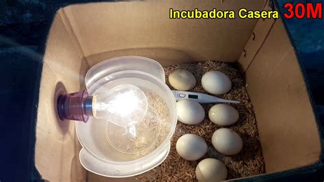 Incubadora Casera Para Huevos De Gallina Nacimiento De Los Pollos En