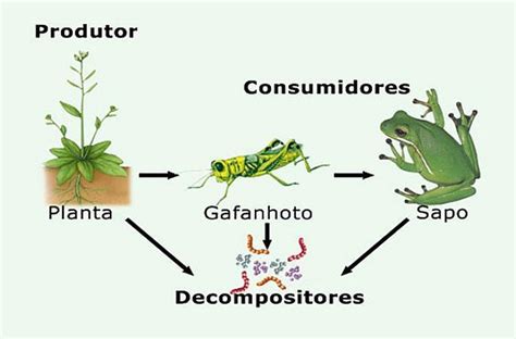 O Que O Gafanhoto Come - Sapo Comendo Gafanhoto