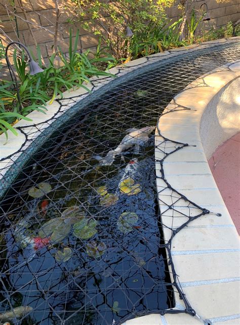 Koi Pond Maintenance Gallery - Gold N Koi