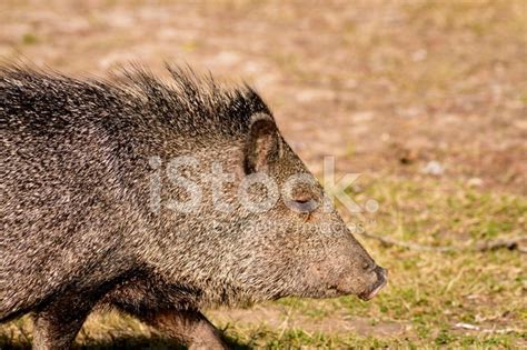 Collared Peccary From Stage Left Stock Photo Royalty Free FreeImages