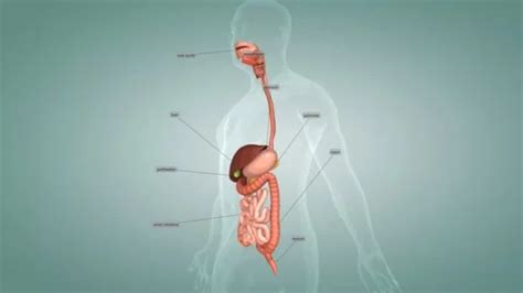 The human digestive system consists of t... | Stock Video | Pond5