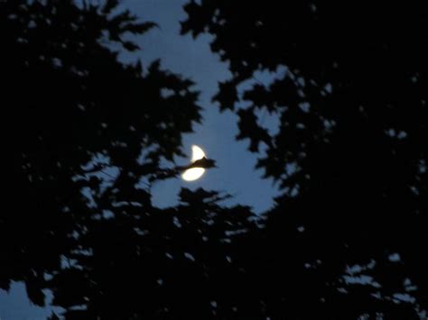 Moon Through Tree Branches Tree Branches Tree The Dreamers