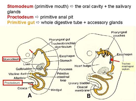 Embryology Development Of Digestive System Embryo Folding Incorporation