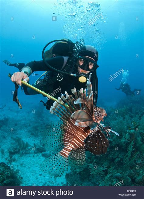 Diver Spears An Invasive Indo Pacific Lionfish In The Caribbean Sea