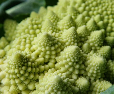 Nessy Designs: Romanesco