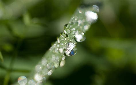 Wallpaper Leaves Water Nature Grass Branch Green Dew Leaf