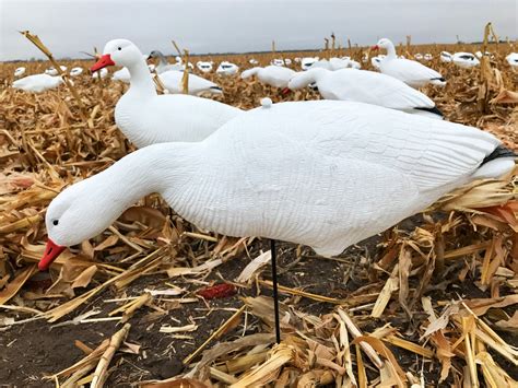 Economy Fullbody Snow Goose Decoys - Bulk Decoy Club