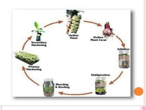 Micropropagation Of Banana Ppt