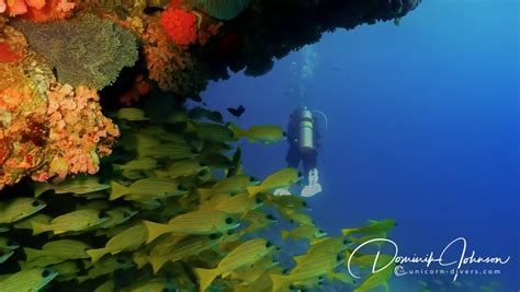 Diving In Maldives Best Of Unicorn Divers