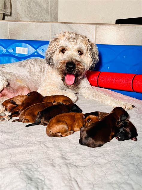 Irish Soft Coated Wheaten Terrier Puppies 3